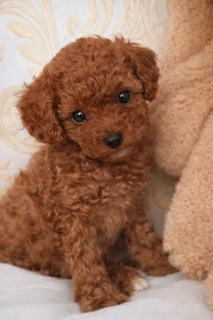 Fetita Pudel Poodle Toy-Mini Red