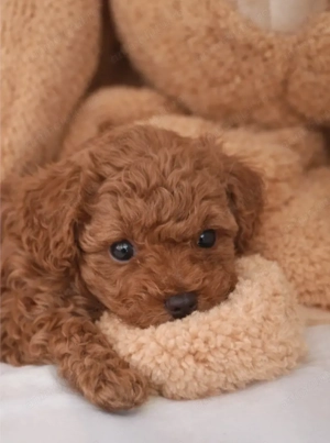 Fetita Pudel Poodle Toy-Mini Red - imagine 2