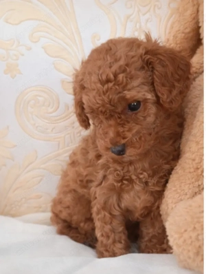 Fetita Pudel Poodle Toy-Mini Red - imagine 3