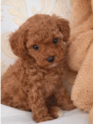Fetita Pudel Poodle Toy-Mini Red - imagine 4