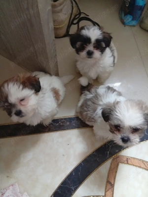 caut famili iubitoare  - imagine 3