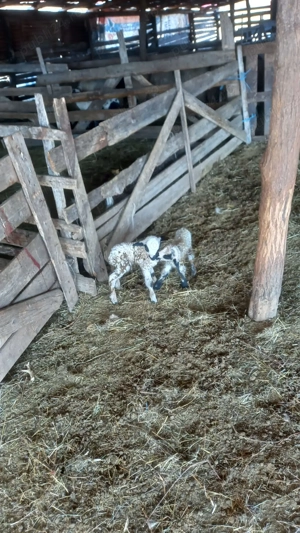 Vand miei din doi - imagine 2