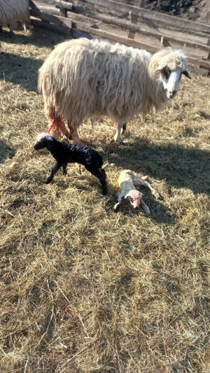 Vand miei din doi - imagine 3