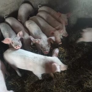 Soldani de vanzare 14 sapt. - imagine 2