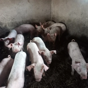 Soldani de vanzare 14 sapt. - imagine 3