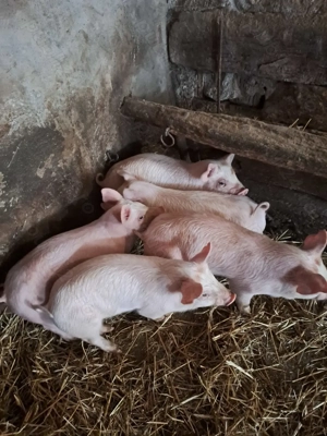 Vand purcei - imagine 2