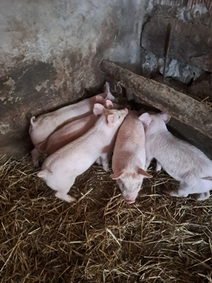 Vand purcei - imagine 3