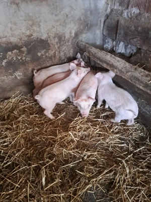 Vand purcei - imagine 4