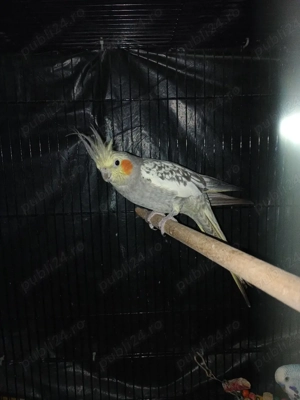 Vand un marele Alexandru si o nimfa - imagine 2