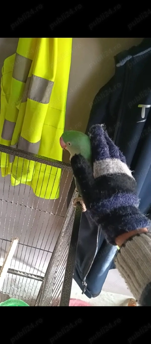 Vand un marele Alexandru si o nimfa - imagine 4