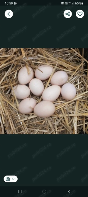 ouă de țara proaspete