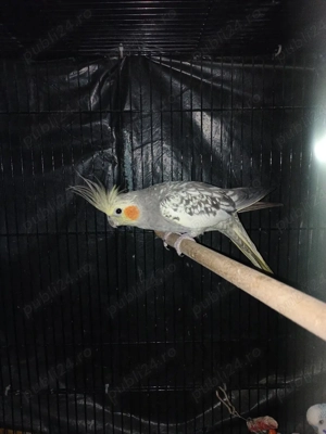 Vand un marele Alexandru si o nimfa - imagine 3