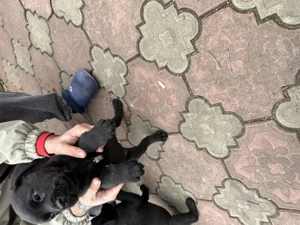 Pui Cane Corso.   - imagine 3