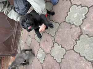 Pui Cane Corso.   - imagine 4