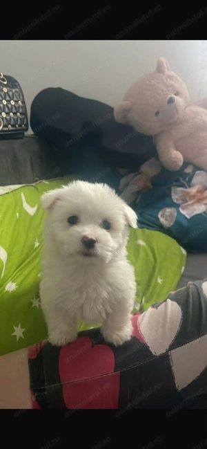 Vand bichon  minitoy - imagine 3