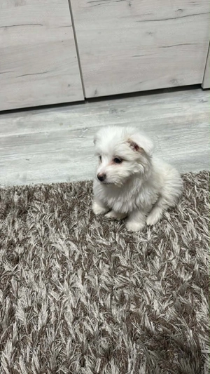 Vand bichon  minitoy - imagine 2