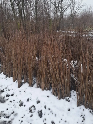 Puieti salcâm robinia Pseudacia analtimea de 70 80 cm.trimitem an țară prin fan curier