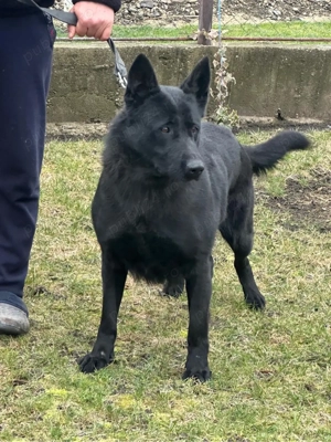 Femela ciobanesc german alsacian - imagine 2