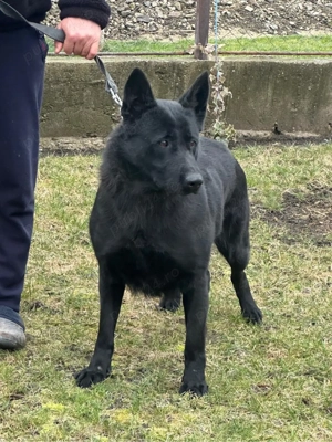 Femela ciobanesc german alsacian