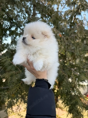 pomeranian