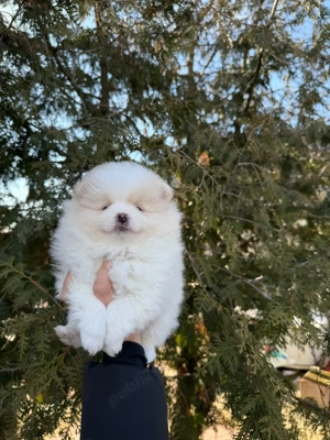 pomeranian cu pedigree