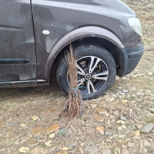 Puieti salcâm robinia Pseudacia .analtimea de 70 80 cm.trimitem an țară prin fan curier rapid 24h pe