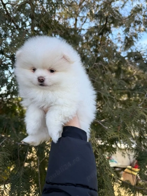 vand baietel pomeranian - imagine 4