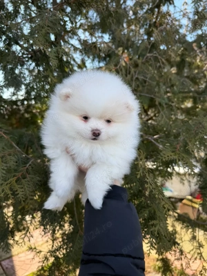 vand baietel pomeranian - imagine 3