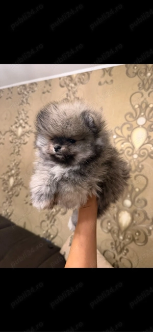 Pomeranian Boo baietel superb!