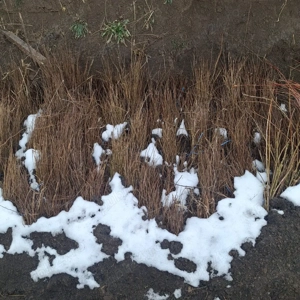 Puieti salcâm robinia Pseudacia .analtimea de 70 80 cm.trimitem an țară prin fan curier rapid 24h pe - imagine 2