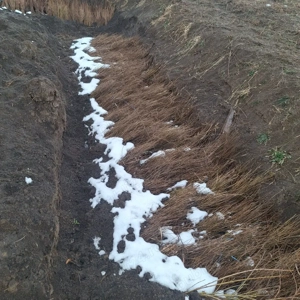 Puieti salcâm robinia Pseudacia .analtimea de 70 80 cm.trimitem an țară prin fan curier rapid 24h pe - imagine 3