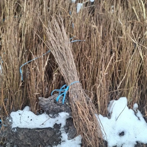 Puieti salcâm robinia Pseudacia .analtimea de 70 80 cm.trimitem an țară prin fan curier rapid 24h pe - imagine 2