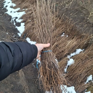 Puieti salcâm robinia Pseudacia .analtimea de 70 80 cm.trimitem an țară prin fan curier rapid 24h pe - imagine 3