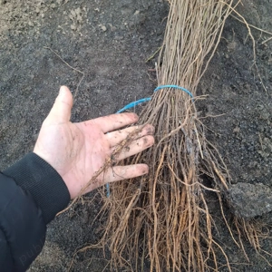 Puieti salcâm robinia Pseudacia .analtimea de 70 80 cm.trimitem an țară prin fan curier rapid 24h pe - imagine 4