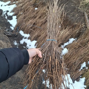 Puieti salcâm robinia Pseudacia .analtimea de 70 80 cm.trimitem an țară prin fan curier rapid 24h pe