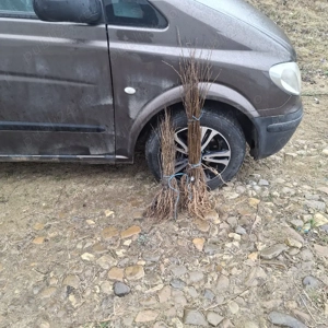 Puieti salcâm robinia Pseudacia .analtimea de 70 80 cm.trimitem an țară prin fan curier rapid 24h pe - imagine 3