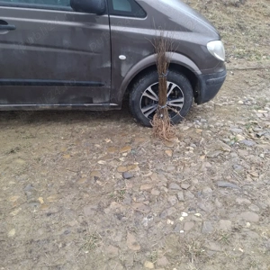 Puieti salcâm robinia Pseudacia .analtimea de 70 80 cm.trimitem an țară prin fan curier rapid 24h pe - imagine 2