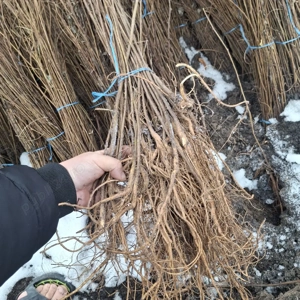 Puieti salcâm robinia Pseudacia .analtimea de 70 80 cm.trimitem an țară prin fan curier rapid 24h pe