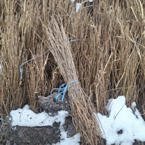 Puieti salcâm robinia Pseudacia .analtimea de 70 80 cm.trimitem an țară prin fan curier rapid 24h pe