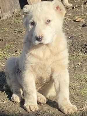 Femela Ciobanesc de Asia Centrală  - imagine 2