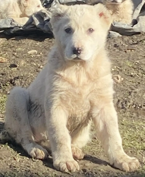 Femela Ciobanesc de Asia Centrală 