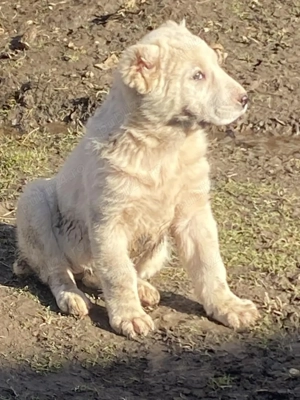 Femela Ciobanesc de Asia Centrală  - imagine 4