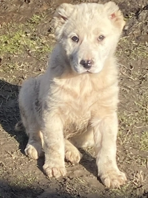 Femela Ciobanesc de Asia Centrală  - imagine 3