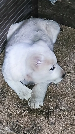 Femela Ciobanesc de Asia Centrală  - imagine 5