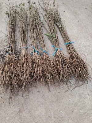 Puieti salcâm robinia Pseudacia .analtimea de 70 80 cm.trimitem an țară prin fan curier rapid 24h pe