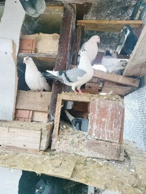 Jucătorii de Galați morișcari - imagine 3