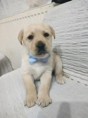 Vând pui Labrador Retriever ! - imagine 4