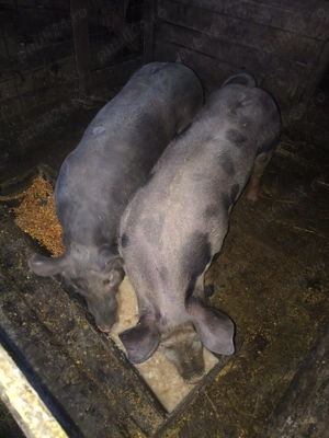 Purcei de vînzare și burlinci.  - imagine 3