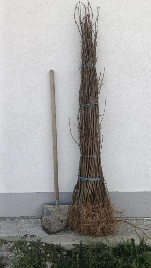 Salcâm alb   Robinia Pseudoacacia   puieți sănătoși   proaspăt recoltați   prindere foarte bună 