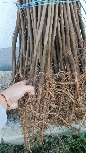 Salcâm alb   Robinia Pseudoacacia   puieți sănătoși   proaspăt recoltați   prindere foarte bună  - imagine 2